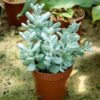 Hopeanhohtoinen ja nukkalehtinen mehiruusuke Crestata Frosty (Echeveria) istutettuna ruskeaan muoviruukkuun.