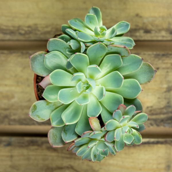 Mehiruusuke Minima ssp. - Image 2