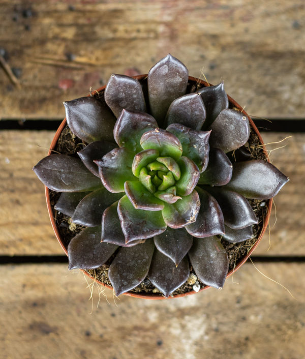 Mehiruusuke Purpurea - Image 2