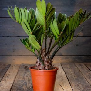 Zamia furfuracea