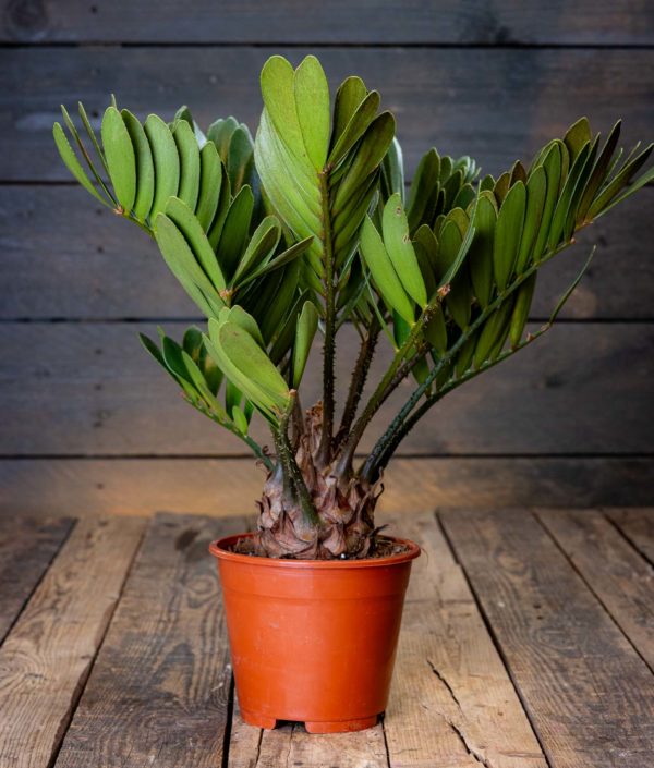 Zamia furfuracea