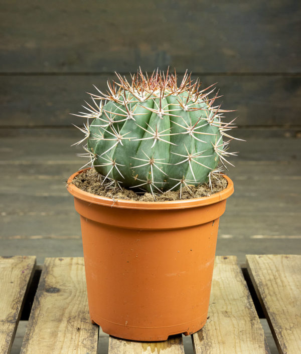 Melonikaktus