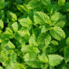 Piparminttu English Peppermint