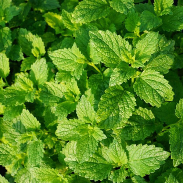 Piparminttu English Peppermint