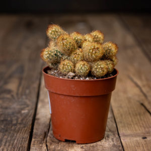 Mätästävä ja kultapiikkinen Mammillaria elongata -kaktus ruskeassa muoviruukussa puualustalla.