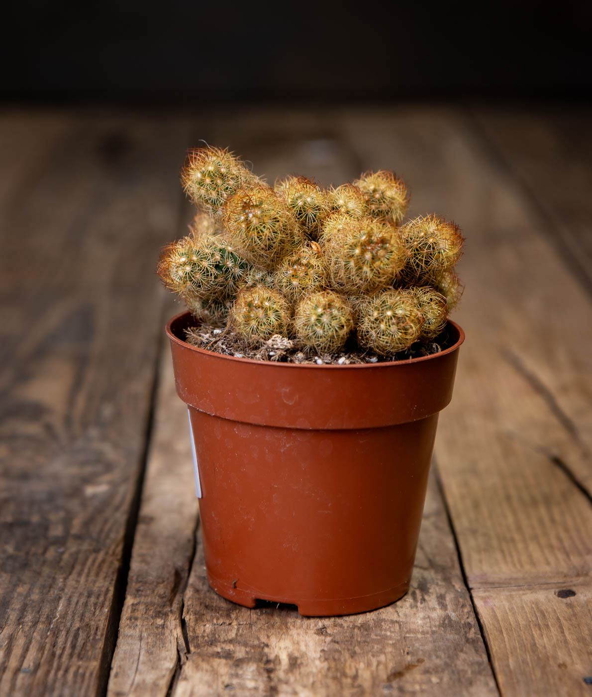 Mätästävä ja kultapiikkinen Mammillaria elongata -kaktus ruskeassa muoviruukussa puualustalla.