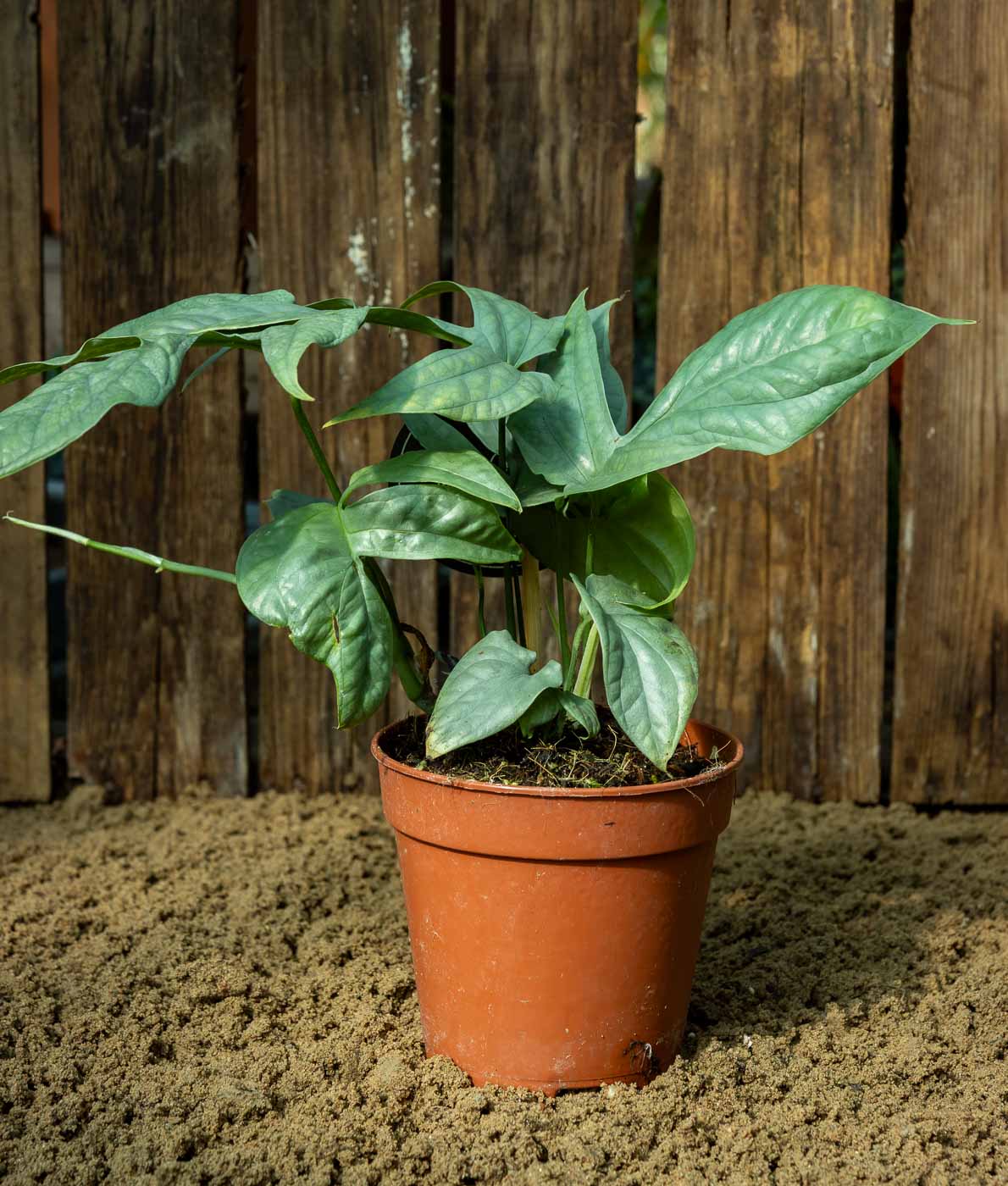 Monstera Amydrium Medium Silver
