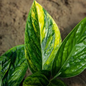 Monstera sp. Marble Planet Variegata