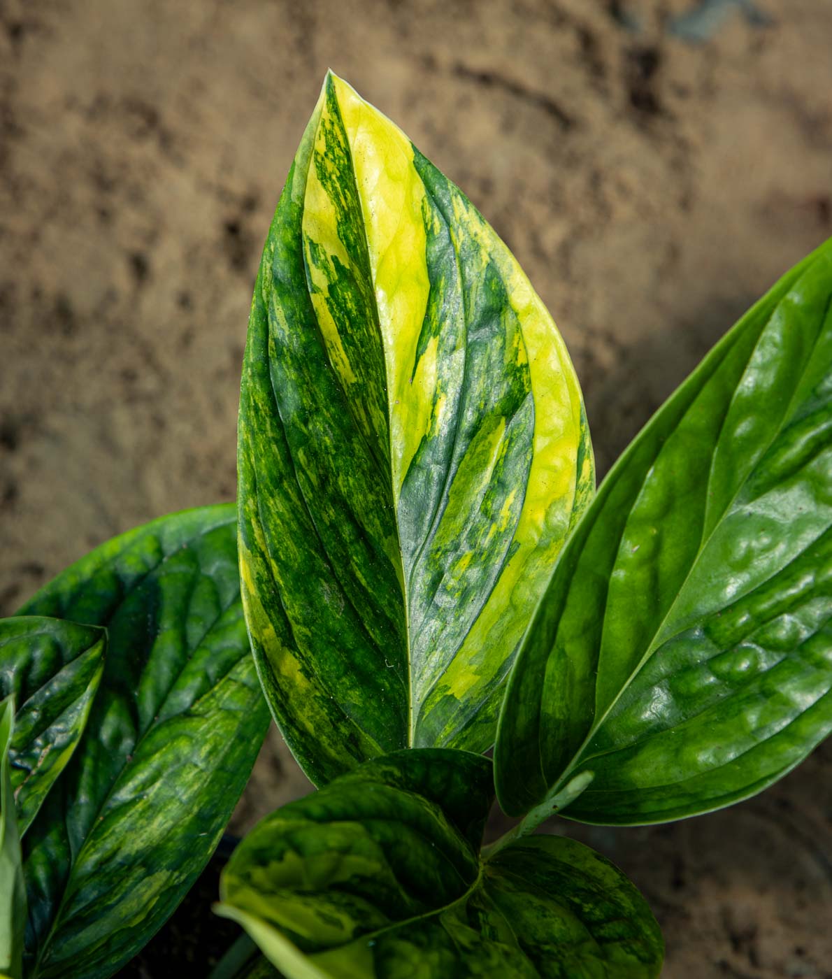 Monstera sp. Marble Planet Variegata