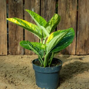 Monstera sp. Marble Planet Variegata - Image 3