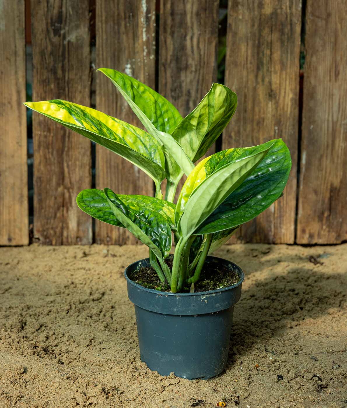 Monstera sp. Marble Planet Variegata - Image 3