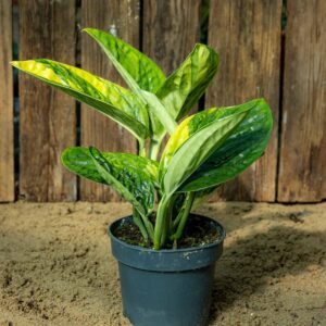 Monstera sp. Marble Planet Variegata - Image 2