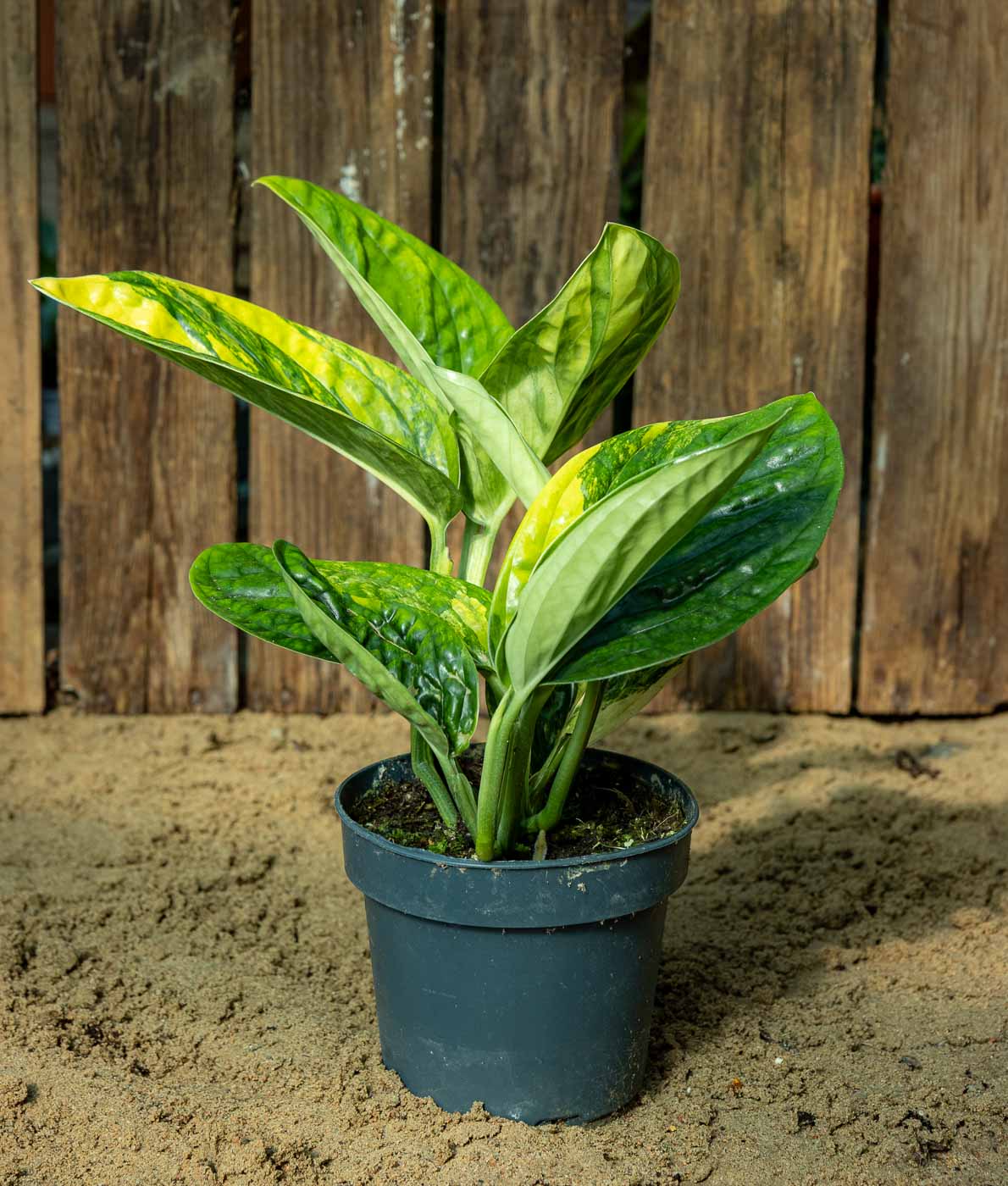 Monstera sp. Marble Planet Variegata - Image 2