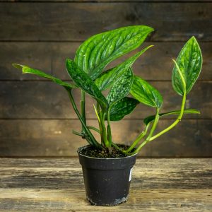 Monstera sp. Peru 'Marble Planet' ruukussa