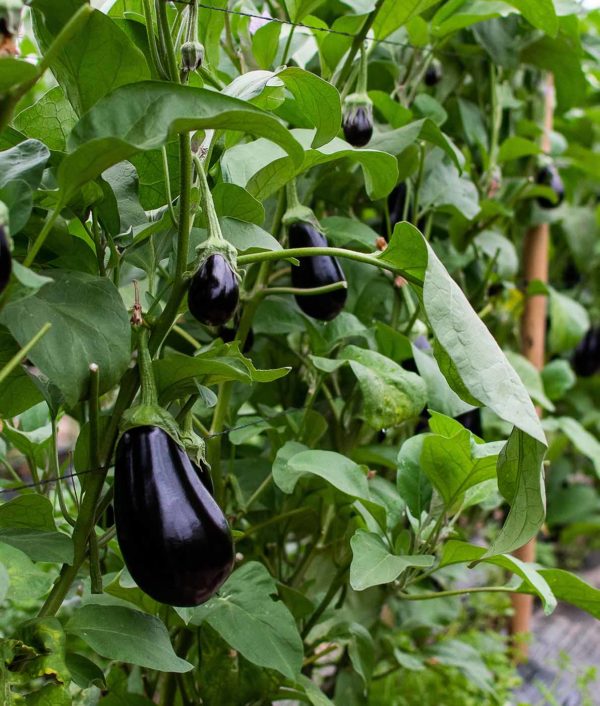 Munakoiso Black Beauty