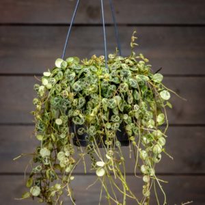 Muorinkukka amppelissa