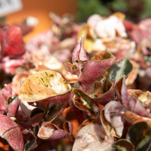 Muorinkukka Creme Brulee