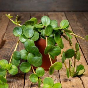 Muorinkukka Hope ruskeassa ruukussa puista taustaa vasten, kasvilla on pyöreät vihreät lehdet ja rennot varret.