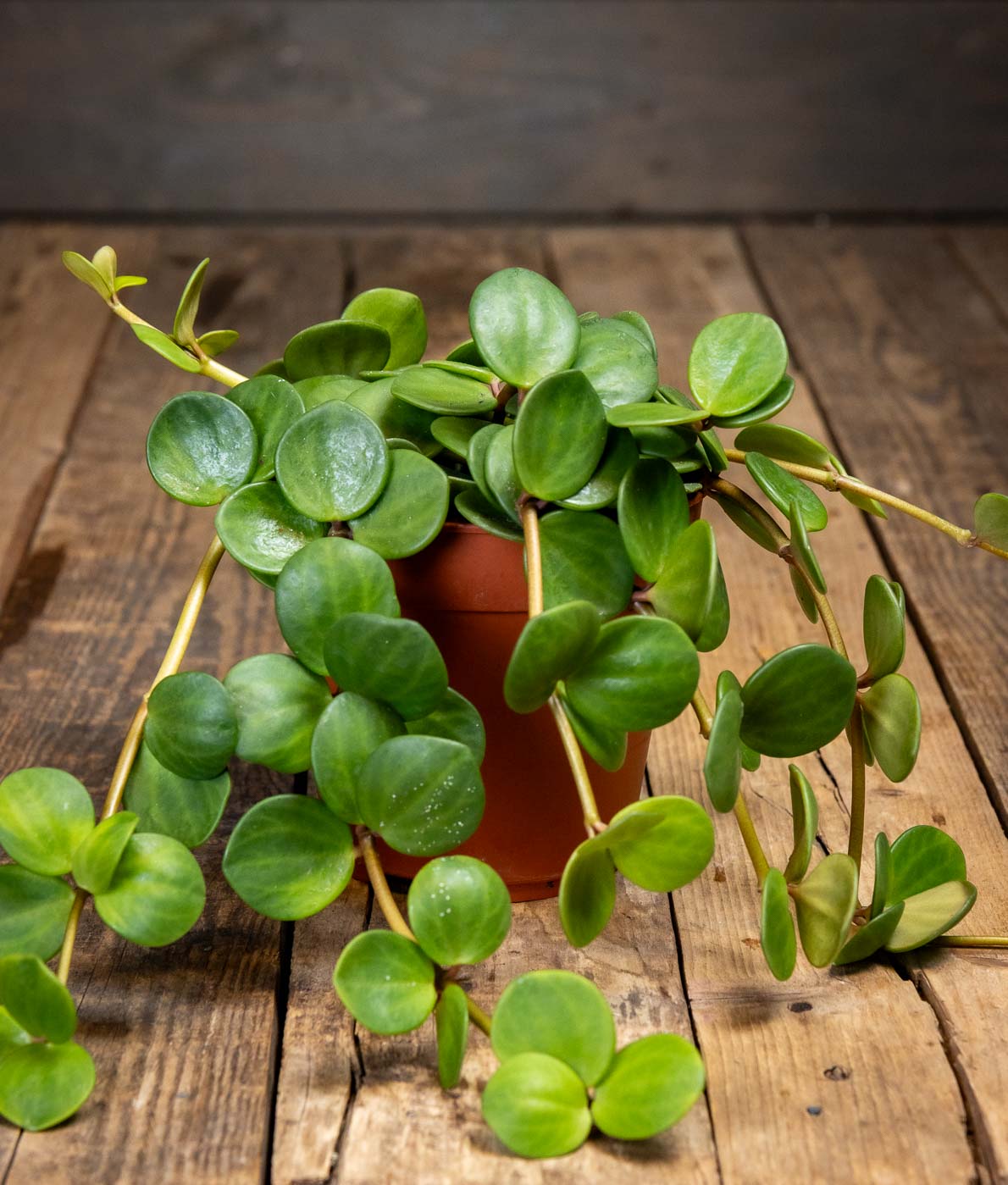 Muorinkukka Hope ruskeassa ruukussa puista taustaa vasten, kasvilla on pyöreät vihreät lehdet ja rennot varret.