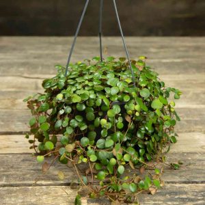 Muorinkukka Pepperspot amppelissa