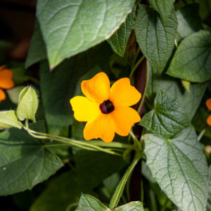 Thunbergia alata