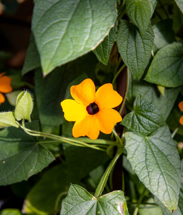 Thunbergia alata