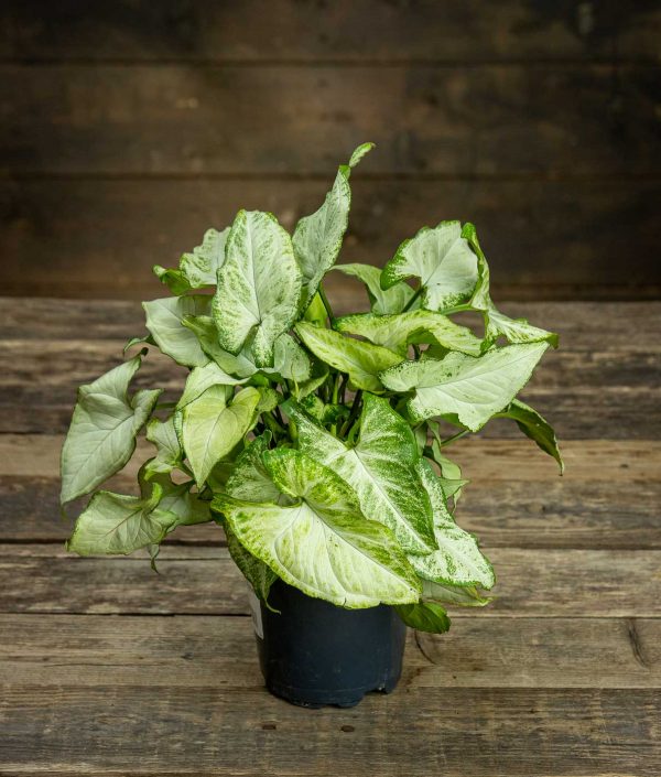 Muulinkorva Holly M