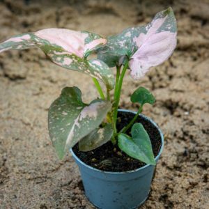 Muulinkorva pikkutaimi