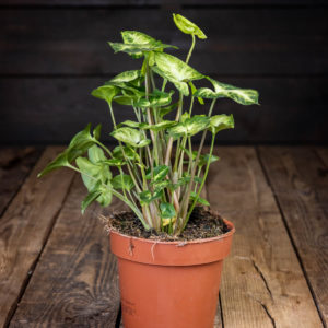 Muulinkorva Pixie huonekasvi ruskeassa muoviruukussa puisella pöydällä tummaa taustaa vasten, kasvilla on vaaleanvihreät nuolenkärjen muotoiset lehdet.