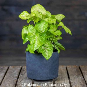 Muulinkultakorva Golden