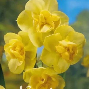 Narsissi keltainen