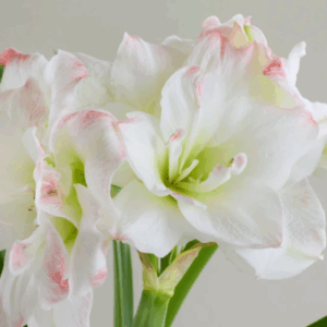 Amaryllis Amadeus Candy Irto