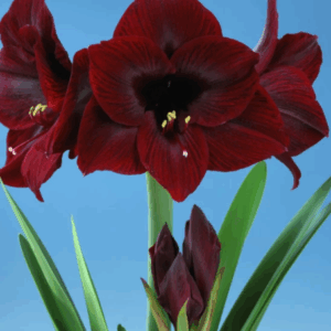 Amaryllis Amsterdam