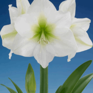 Amaryllis Antartica 40+