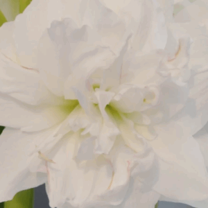 Amaryllis Arctic Nymph