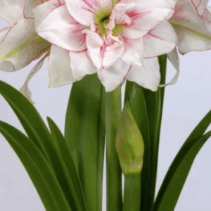 Amaryllis Elvas