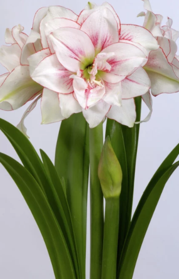 Amaryllis Elvas