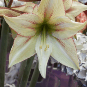 Amaryllis Magic Green