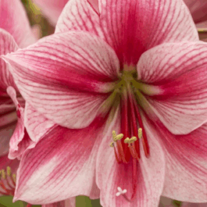 Amaryllis Gervase