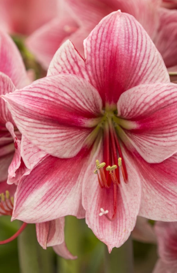 Amaryllis Gervase