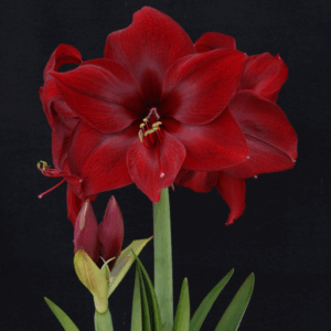 Amaryllis Red Pearl
