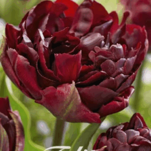 Tulppaani Palmyra