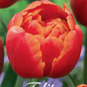 Tulppaani Queens Day