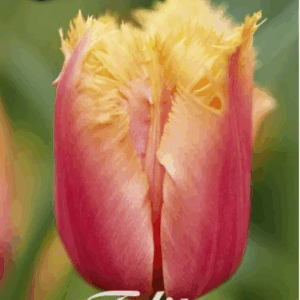 Tulppaani Lambada