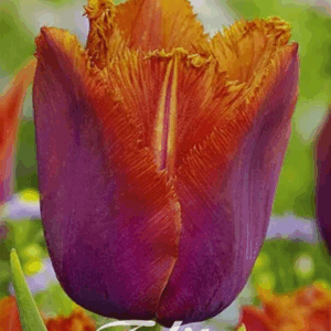 Tulppaani Louvre Orange