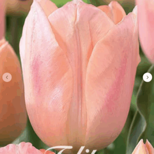 Tulppaani Apricot Beauty