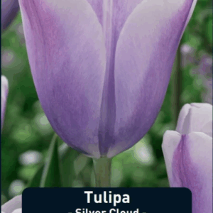 Tulppaani Silver Cloud