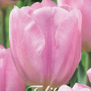 Tulppaani Synade Amor