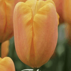 Tulppaani Bellville
