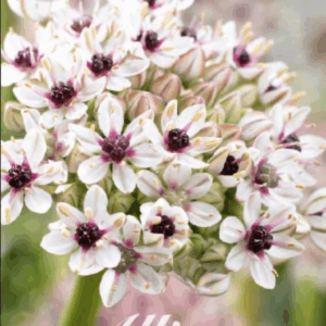 Laukka Basalticum Silver Spring